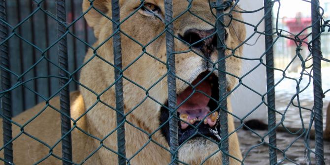 Sıcaktan Bunalan Yaban Hayvanlarına Fıskiyeli Serinletme