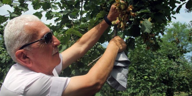 Fındık Üreticisine Hasat Uyarısı