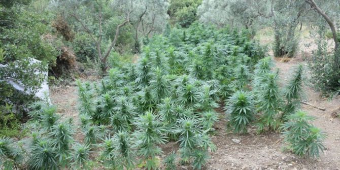 Bursa’da 2 Bin 54 Kök Hint Keneviri Ele Geçirildi