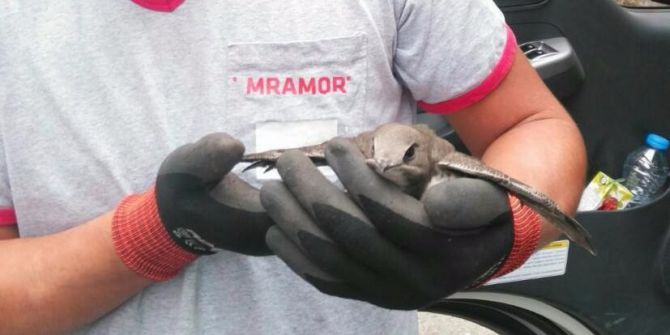 Kocaeli’nde Ebabil Kuşu Bulundu