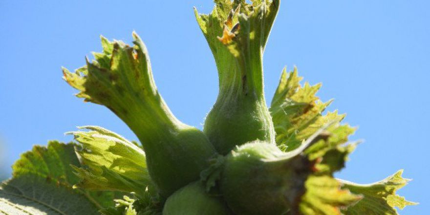 Fındık Üreticisi Fındığa Hasret