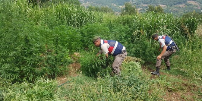 Hayvan çiftliğinde yasa dışı kenevir yetiştirdi