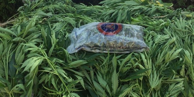 Nevşehir’de 114 kök Hint keneviri ele geçirildi