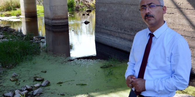 Dünyanın en küçük bitkisi, zehir akan dereleri temizliyor