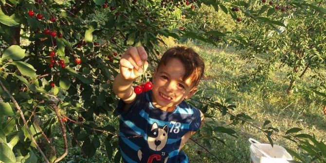 Şaphane’de hedeflenen vişne rekoltesine yaklaşıldı
