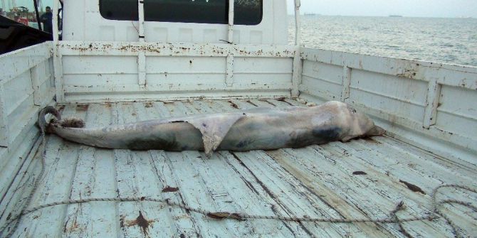Dev yunus balığı karaya vurdu