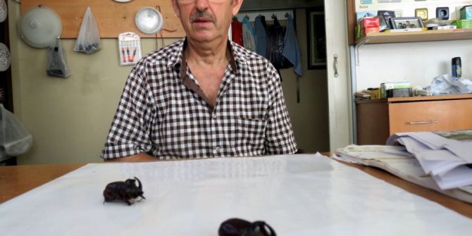 Gergedan böcekleri zeytinlikleri mesken tuttu