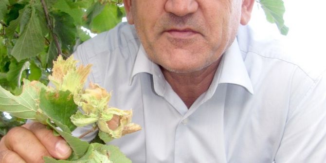 Araban Ovasında ilk kez fındık yetişti