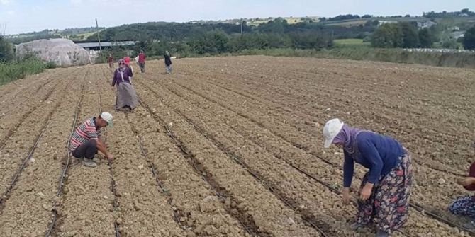 Pancar Kooperatifinden lahana üreticilerine sulama desteği