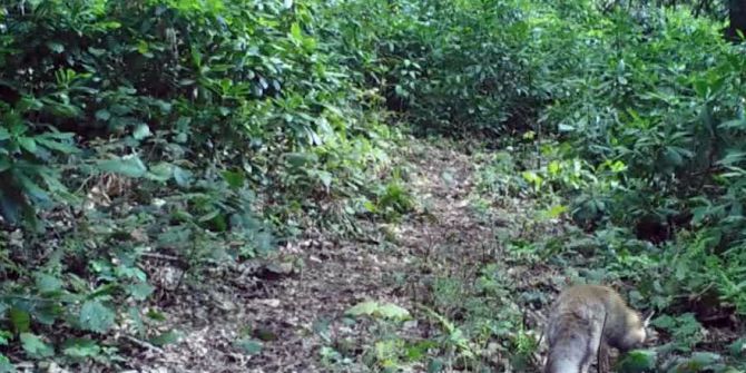 Yaban hayvanları foto kapanda görüntülendi