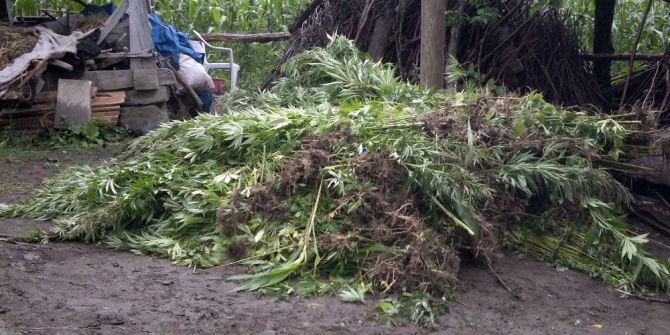 Devletin arazisinde kenevir yetiştirmişler