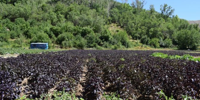 Mengen’de Reyhan suyu dağıtılacak