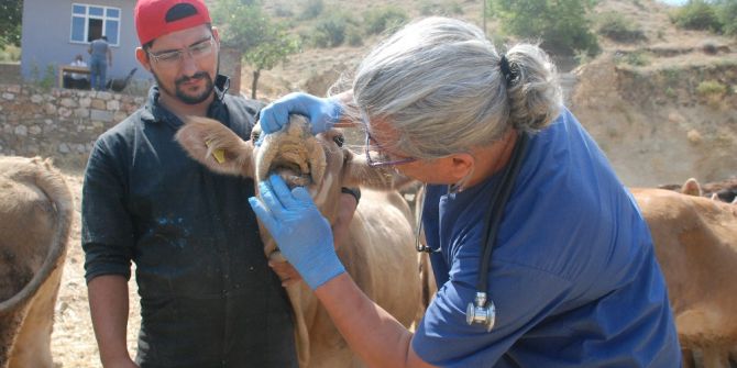 Dişi kurbanlıklara veteriner kontrolü