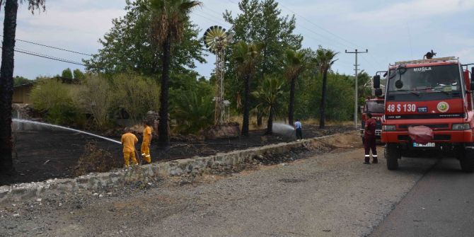 Elektrik tellerine değen palmiye ağaçları yangın çıkardı