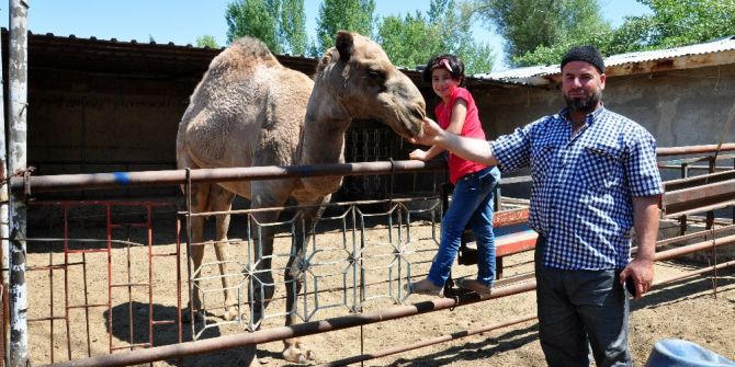 Develeri alana yarım altın hediye edecek