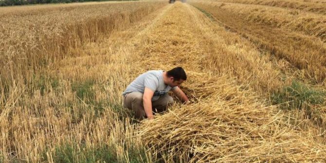 İnönü’de hasat ve kontrol zamanı