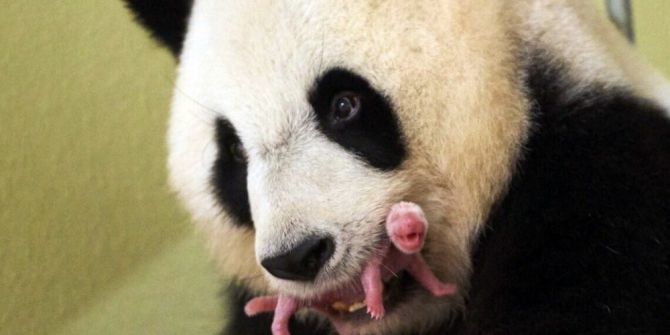 Fransız First Lady yeni doğan pandanın manevi annesi oldu