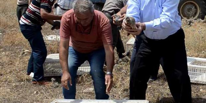 Yüzlerce keklik doğaya salındı