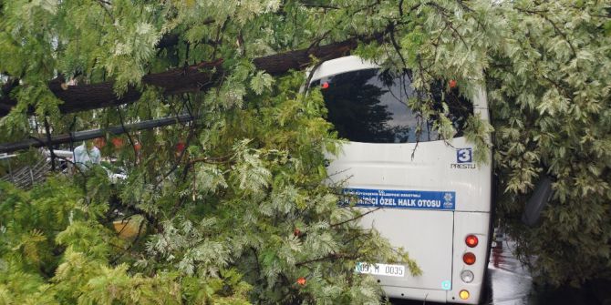Aydında, ağaç yolcu minibüsünün üstüne devrildi