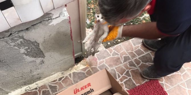 Sungurlu İtfaiyesi yaralı kediye sahip çıktı