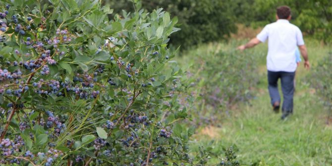 Kimsenin ekmediği meyvenin kilosunu 25 liradan satıyor