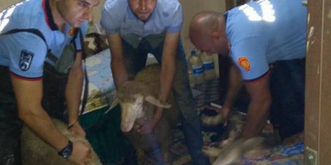 Selde mahsur kalan yaşlı çift ile hayvanlarını itfaiye kurtardı