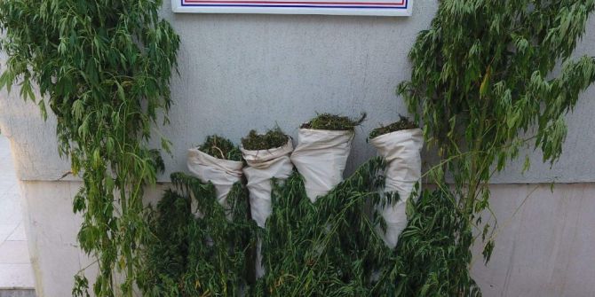 Sazlık alanda 189 kök kenevir ile 27 kilo esrar ele geçirildi
