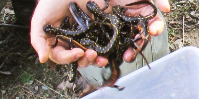 Elazığ’da “Ulusal Biyolojik Çeşitlilik Envanter ve İzleme Projesi”