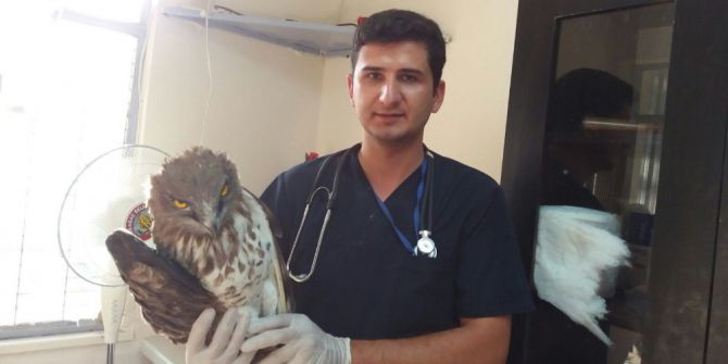 Kırkağaç’ta yaralı kartal tedavi edildi