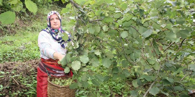 Giresun’da sahil kesiminde fındık hasadı başladı