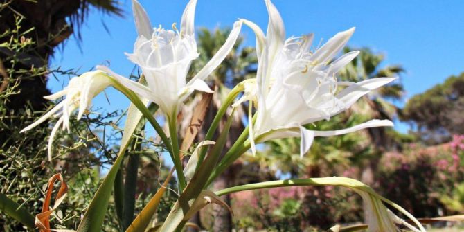 Kum zambakları yok olma tehlikesi ile karşı karşıya