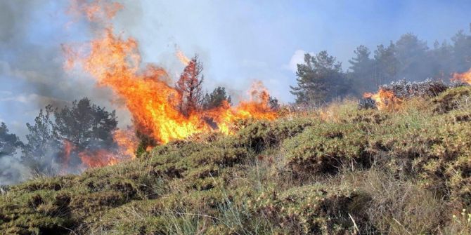 Erzurum’da orman yangını
