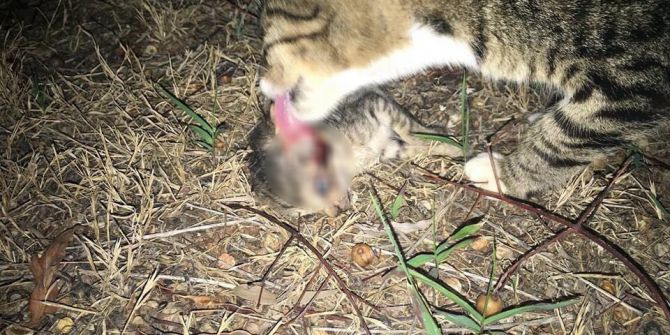 Antalya’da vahşet: 20 kedi katledildi