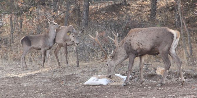 Çorum fauna tanıtım alanında hayvan popülasyonu artıyor
