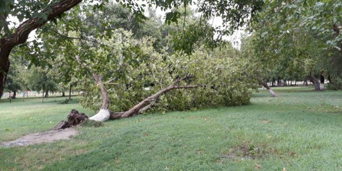 Yağmurla gelen hortum ağaçları kökünden söktü