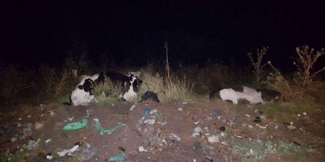 Yıldırım düşmesi sonucu 2 hamile inek telef oldu