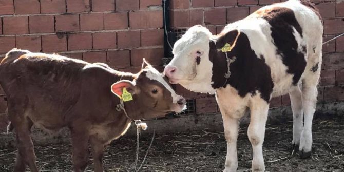 Ayşe Efe, hayvanlar için köyüne su istiyor