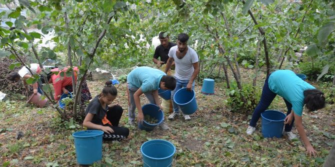 Karadeniz’de fındık hasadı