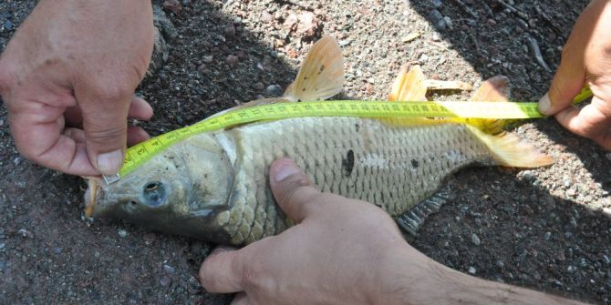 Balık tutkunları Musaözü Göleti’nde kıyasıya yarıştı
