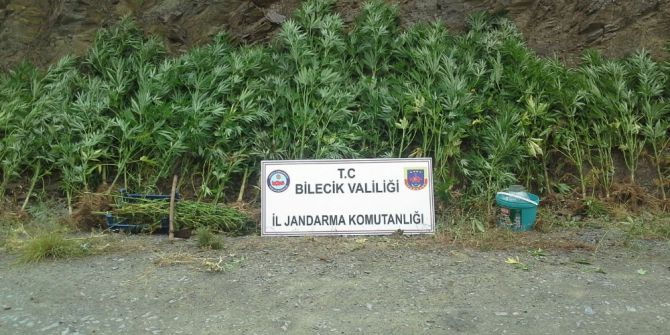 113 kök kenevir bitkisi ve bin 200 gram kubar esrar ele geçirildi