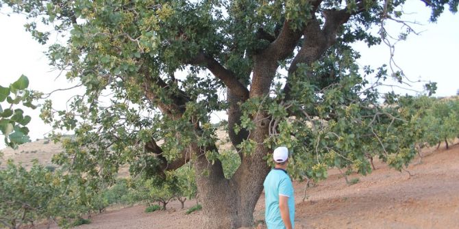 Bin yaşında, iki çeşit ürün veriyor