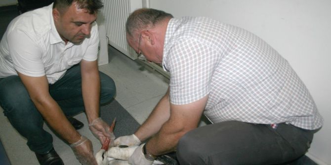 Yaralı leyleğe belediye sahip çıktı