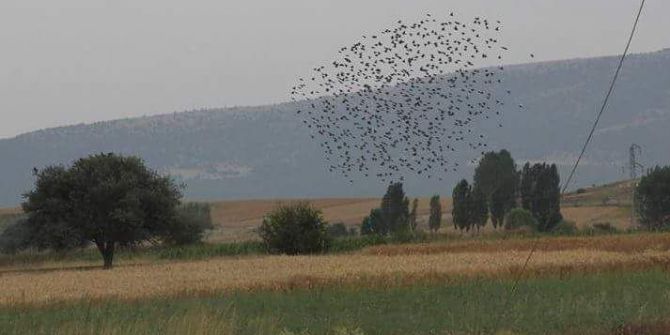 Kuşların muhteşem dansı
