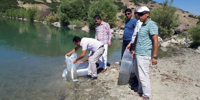 Tunceli’de gölete 30 bin yavru sazan bırakıldı