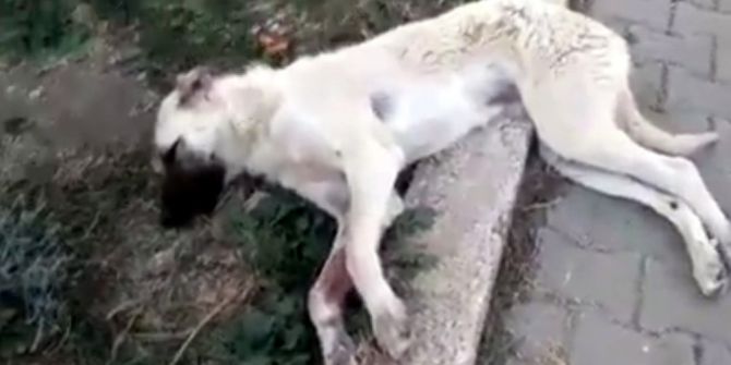 Köpeğe çarpan sürücü yoluna devam etti