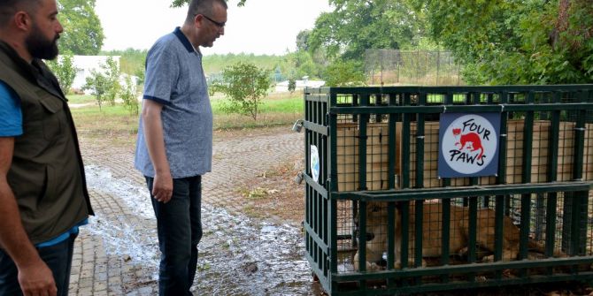 Savaş mağduru arslanlar artık güvende