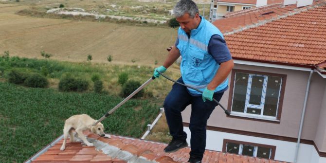 Çatıda mahsur kalan köpek kurtarıldı