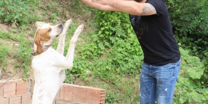 Trabzon’da sahibiyle müzik eşliğinde kolbastı oynayan köpek şaşırtıyor