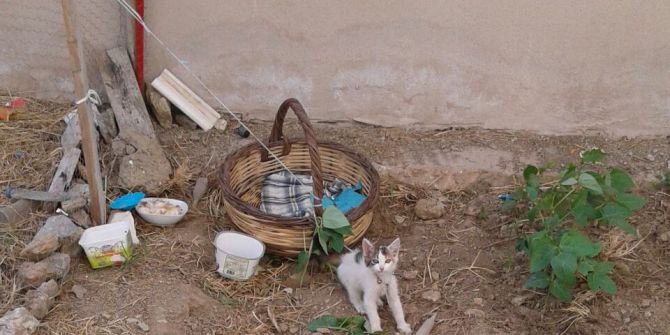 Milas’ta kedi yavrusunu iple bağladılar