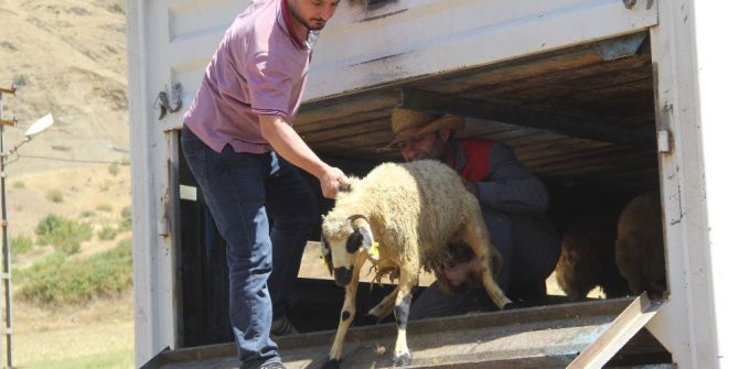Sason’da 9 çiftçiye 333 adet koyun dağıtıldı
